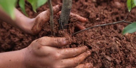 Kako posaditi šljivu u jesen?